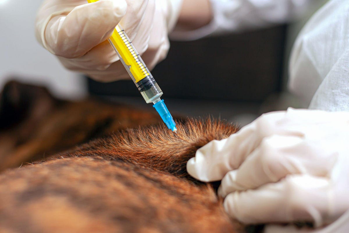 Cytopoint killed my Dog What are Cytopoint Side Effects? by Every