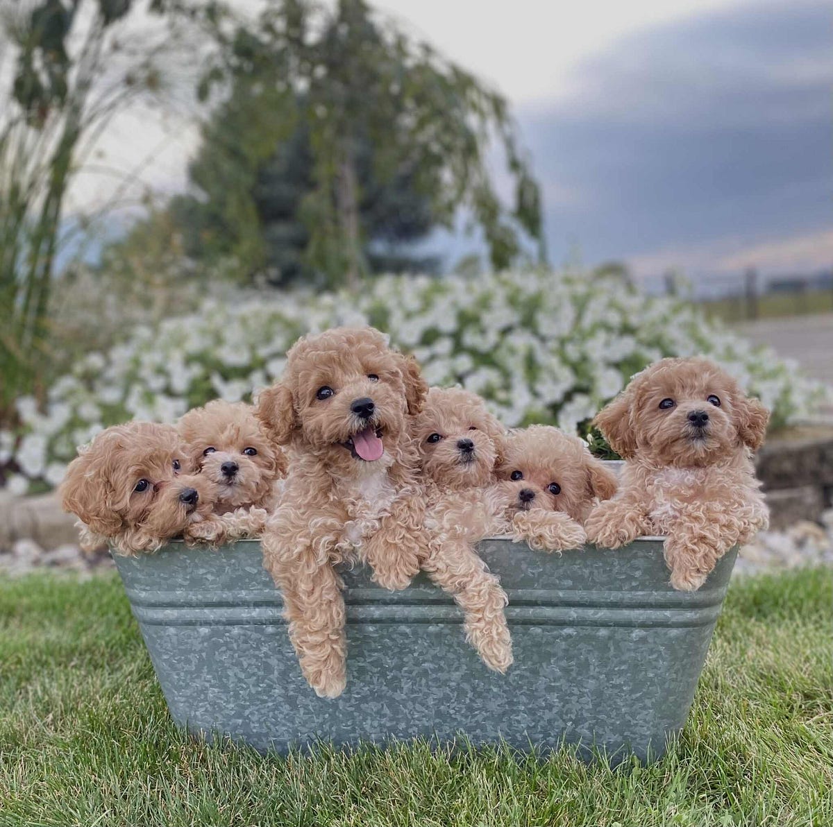 Finding Your Perfect Furry Companion: Maltipoo Puppies for Sale in ...