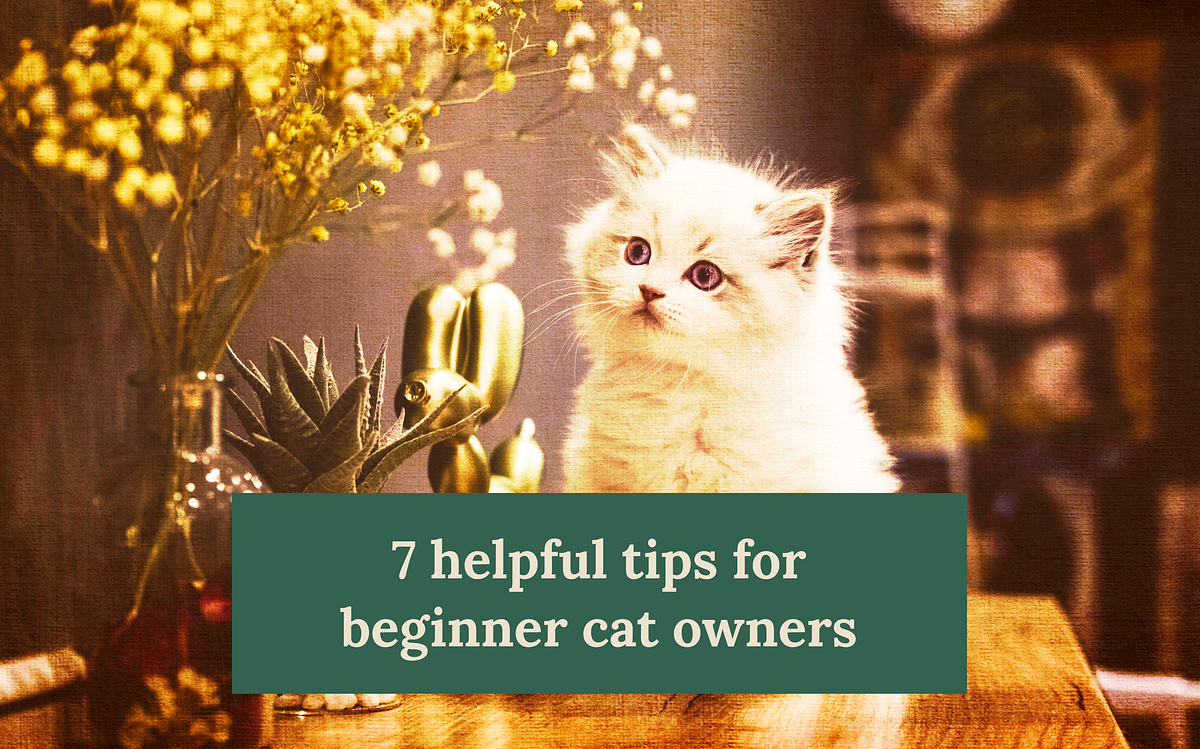 7 Helpful Tips For Beginner Cat Owners by MiloandTickey Medium