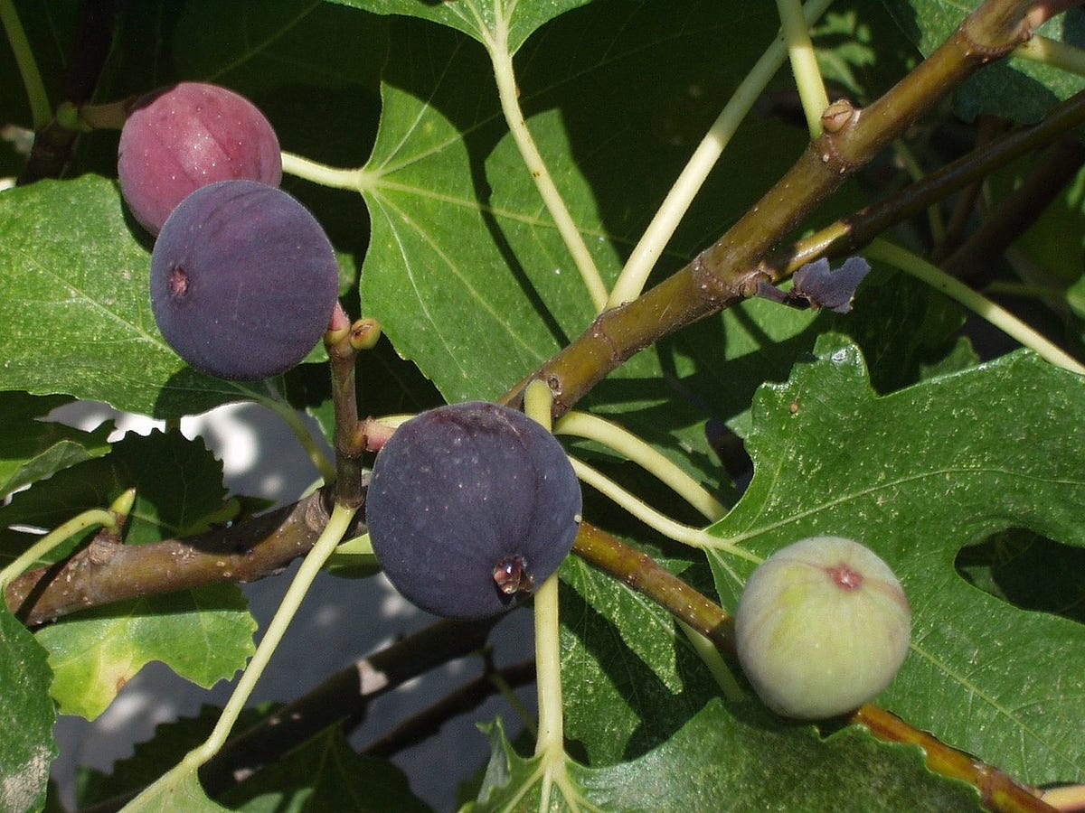 Find Your Perfect Fruit Plants for Sale at Greenwood Nursery