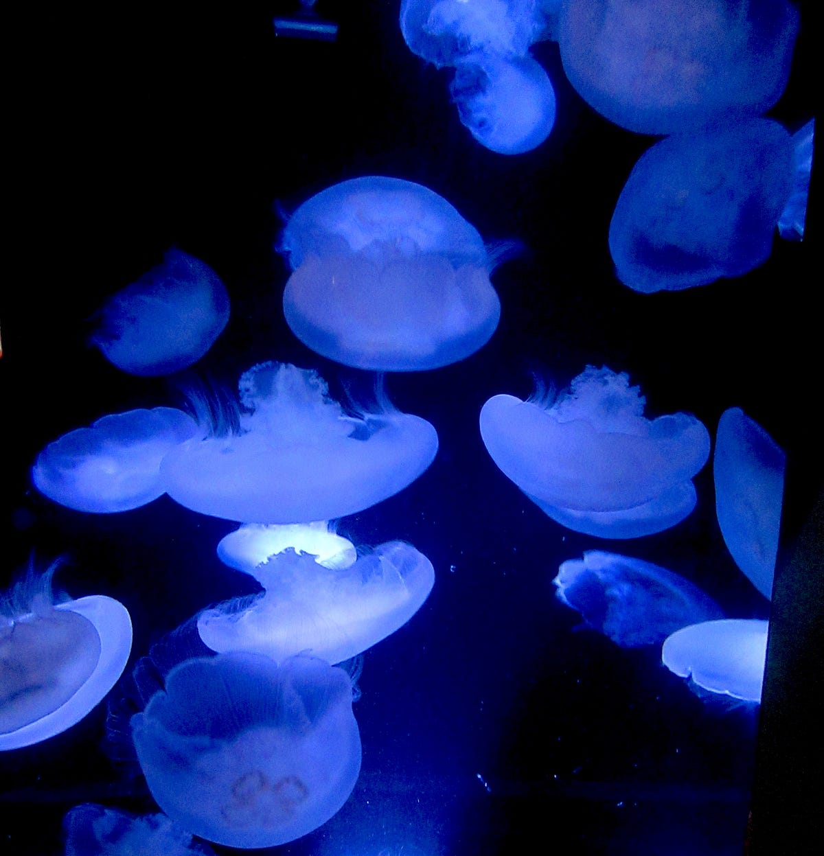 Magical Moon Jellies. The book, 50 Ways to Save the Ocean… by Lin