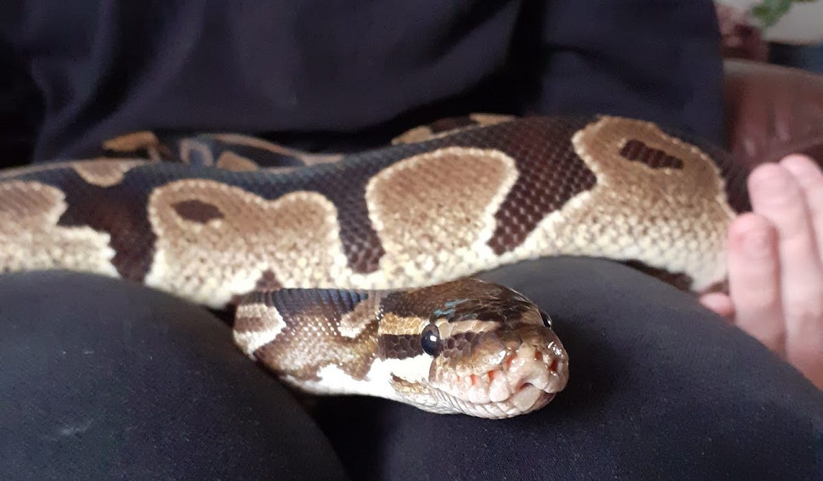 What are husbandry requirements of ball python at home? | Haris Khan ...