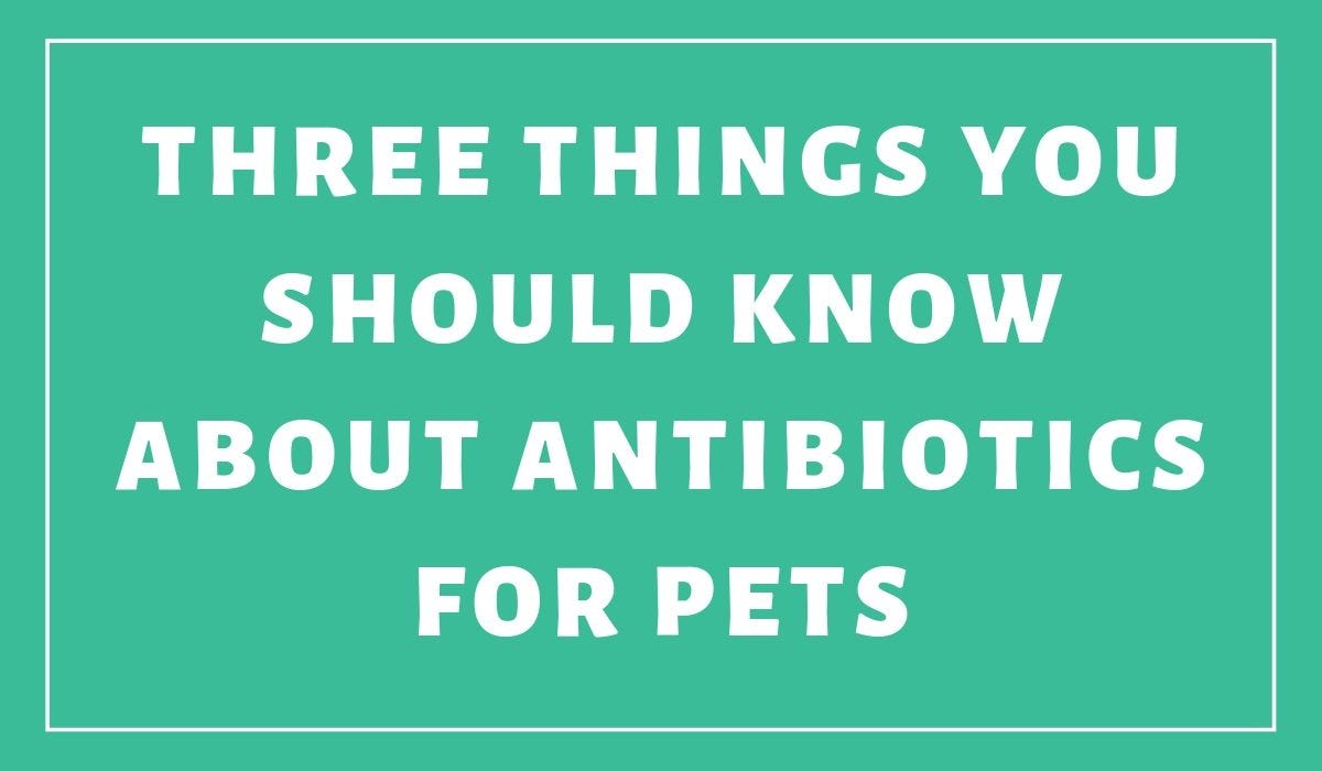 Three Things You Should Know About Antibiotics For Pets by Pets Abs