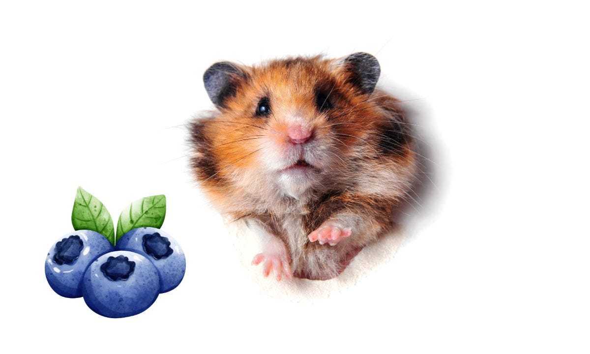 Can Hamsters Eat Blueberries? Nutritional Benefits, Risks, and Safe