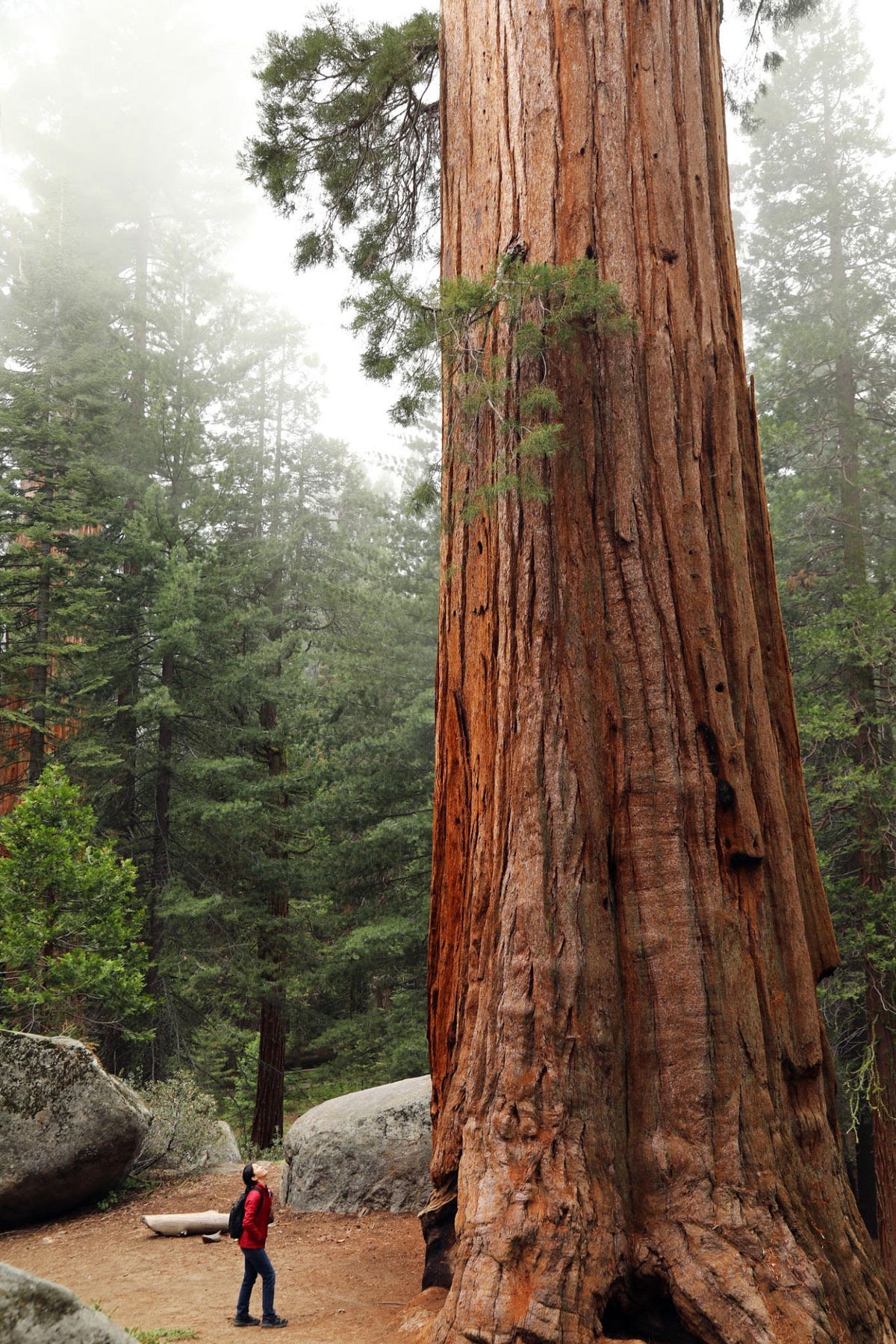 Did You Know? The Tallest and Largest Trees on Earth The Coast