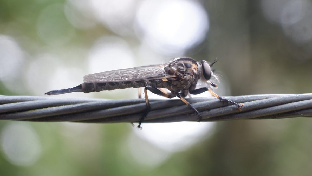 Insect Photo Gallery - January 2024 Edition | by Joy Phillips | Weeds ...