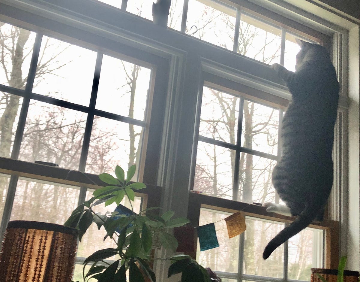 The Bird in My Window and What is The Meaning of All This? by Tammy