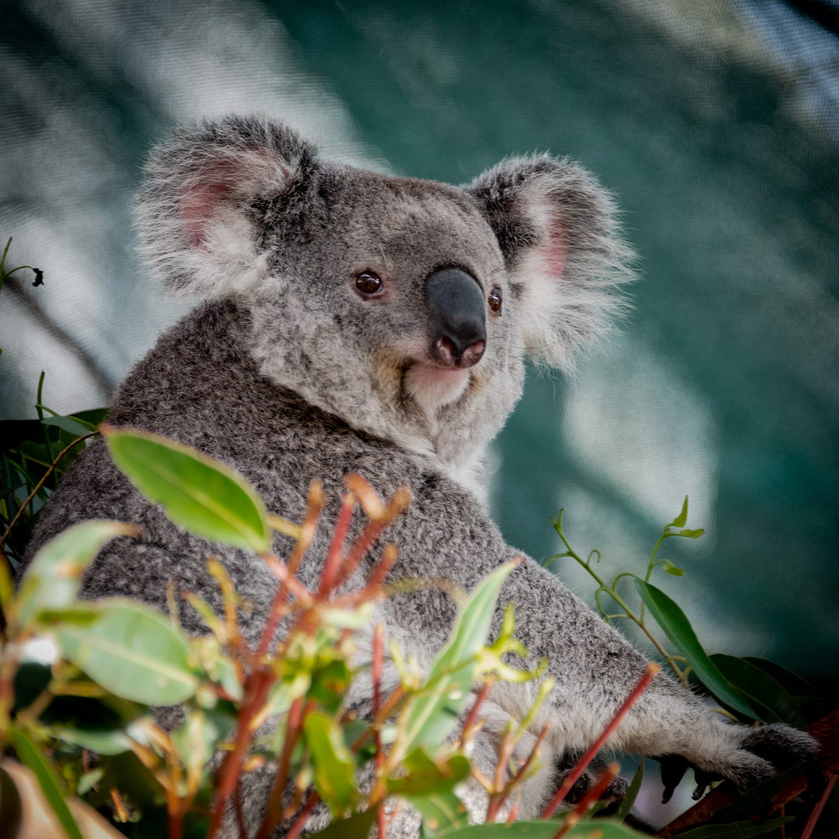 The Strange and Scary Creatures Down Under: From Kangaroos to Sharks and Koala  Bears to Giant Crocodiles, by Charles Black M.D., Globetrotters