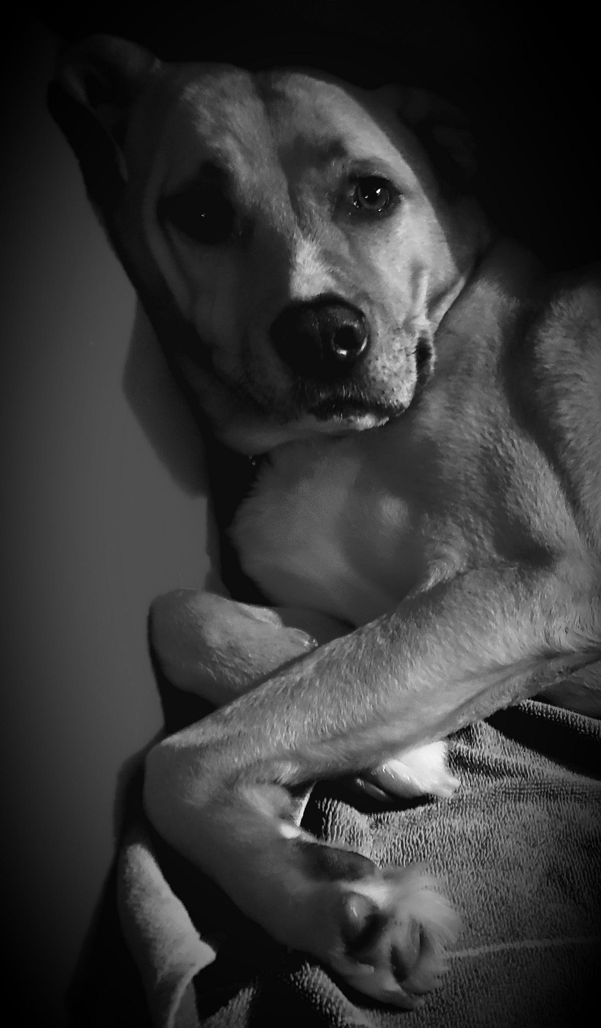 Smart Dog. I sat down without any idea what I was… by Randall Snyder