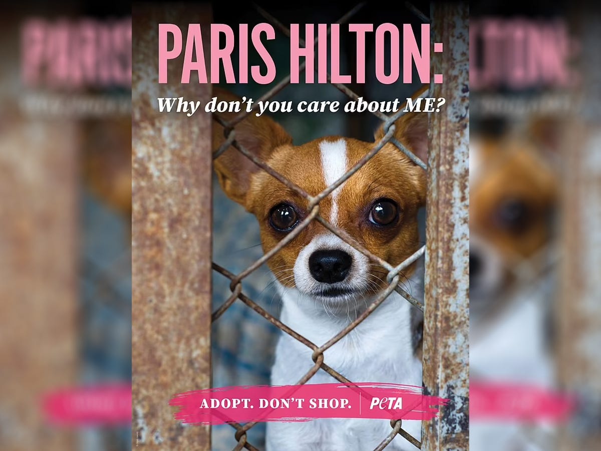 Paris Hilton syndrome' strikes California animal shelters, Animals