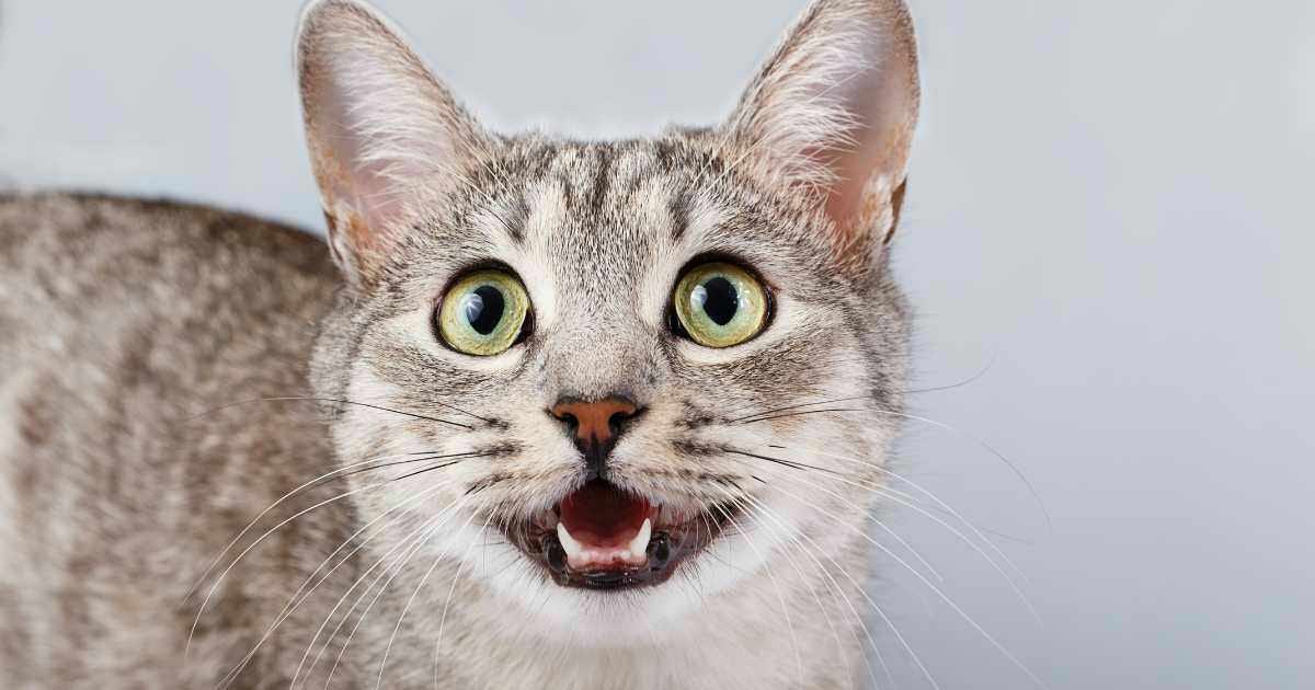 Why My Cat Can’t Meow, Just Squeaks? by MD YOUSUF Jun, 2024 Medium