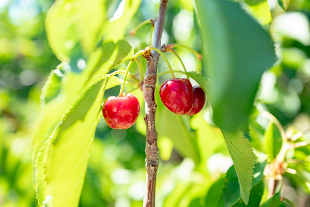 Brentwood Fruit Picking Calendar 2025 Golda Kandace