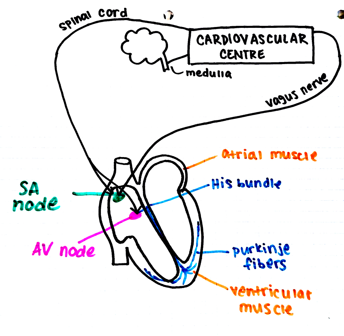 List of organs of the human body visual data 7
