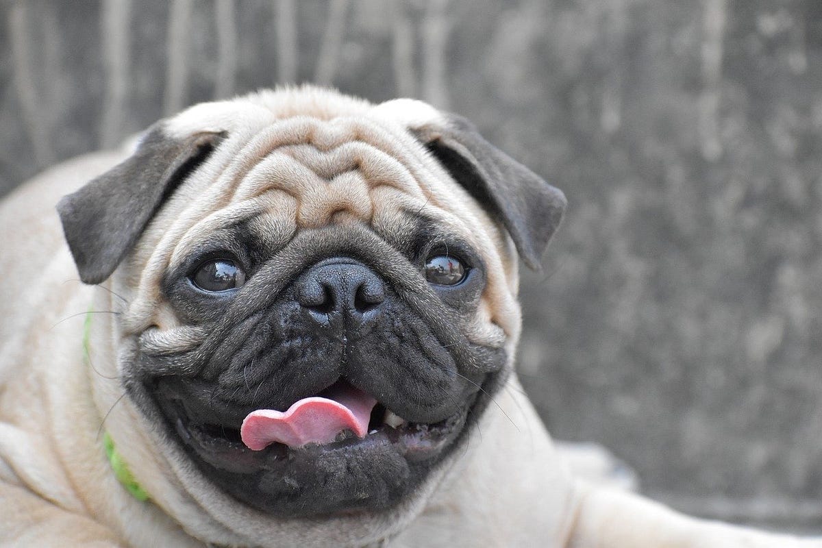 Brachycephalic pug hot sale