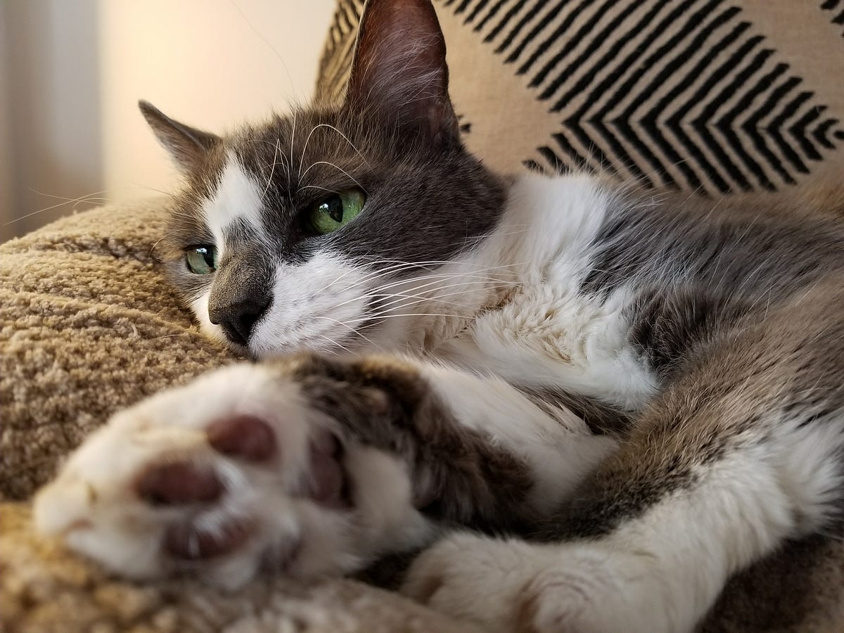 Litter Box Advice From A Cat As Told To Sharyn Wolf By Feline litter-box-advice-from-a-cat-as-told-to-sharyn-wolf-by-feline