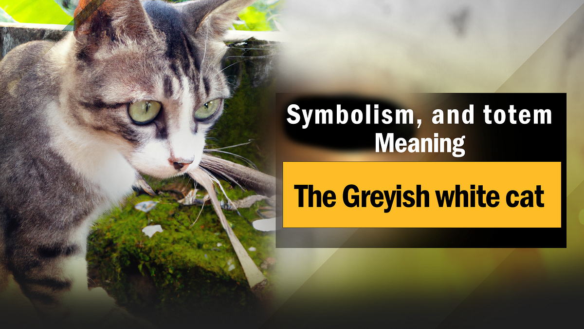 The greyish white cat meaning, symbolism, and totem puppyplaying Medium