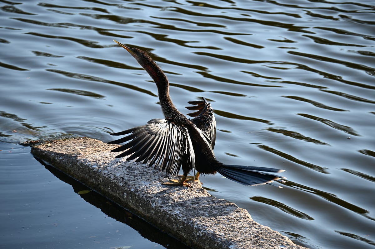 Cormorant Poses for Photoshoot. These birds are showoffs by John