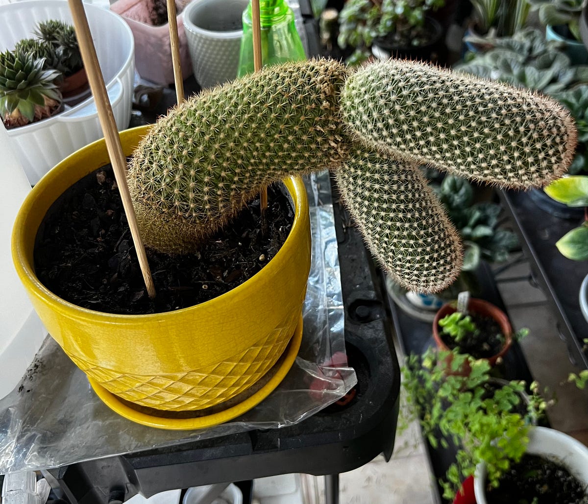 Meet Bunny Ears, My Spiny Pincushion Cactus | by Marta Calderon, MScE | The  Green Thumb | Medium