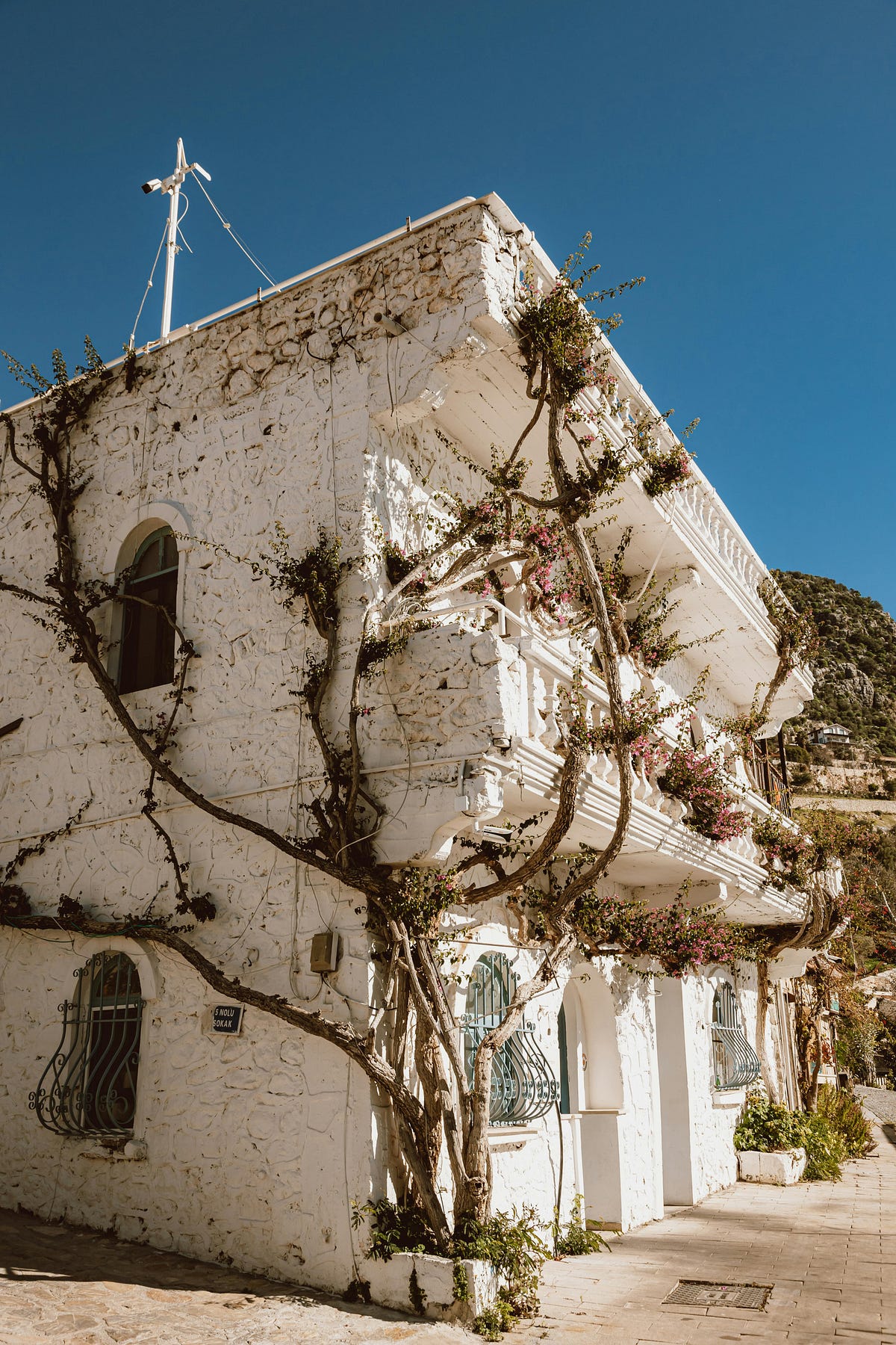 Unveiling Ancient Secrets: Tidal Wave Rituals and Cactus Plants in 