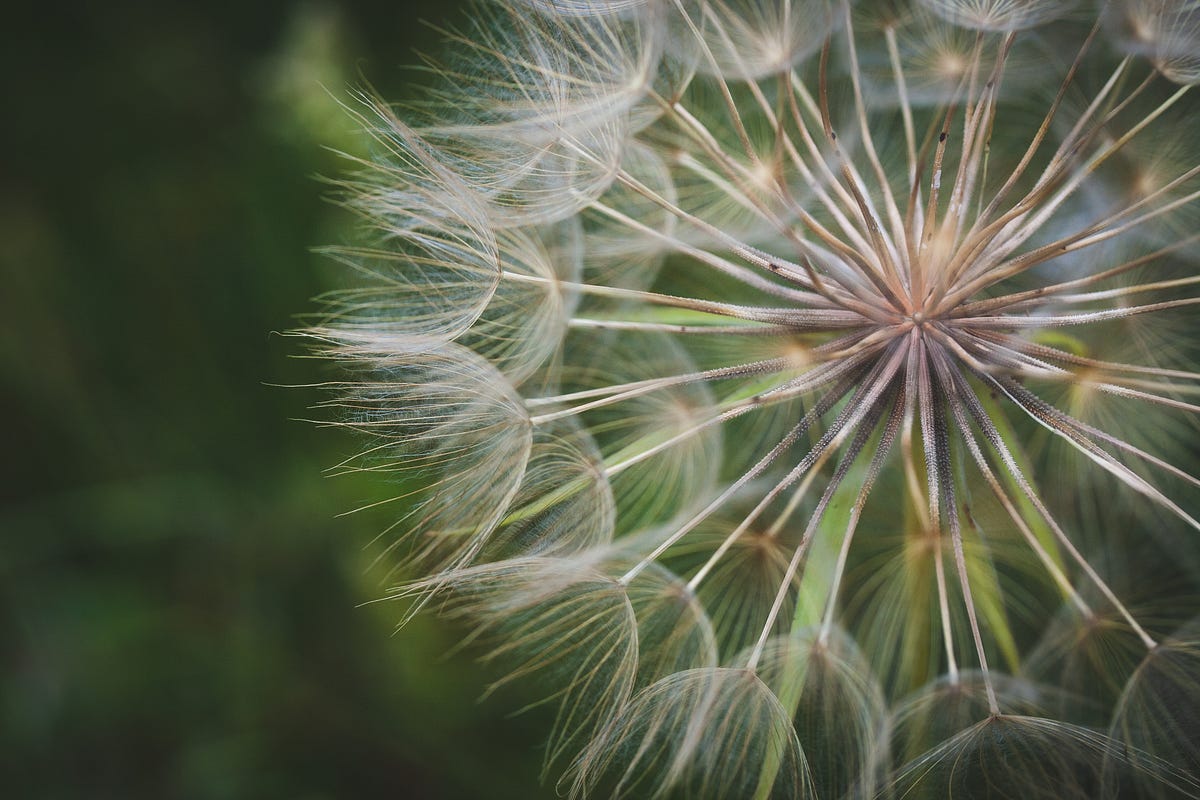 Dandelions a favourite flower to photograph by Alchemy & Apertures