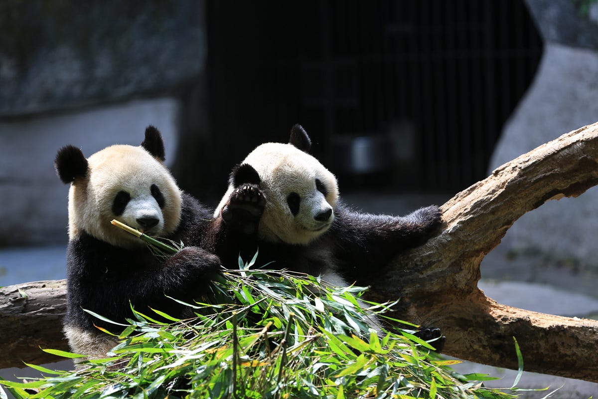Exploring the Pros, Cons, and Applications of Pandas | by Yancy Dennis ...