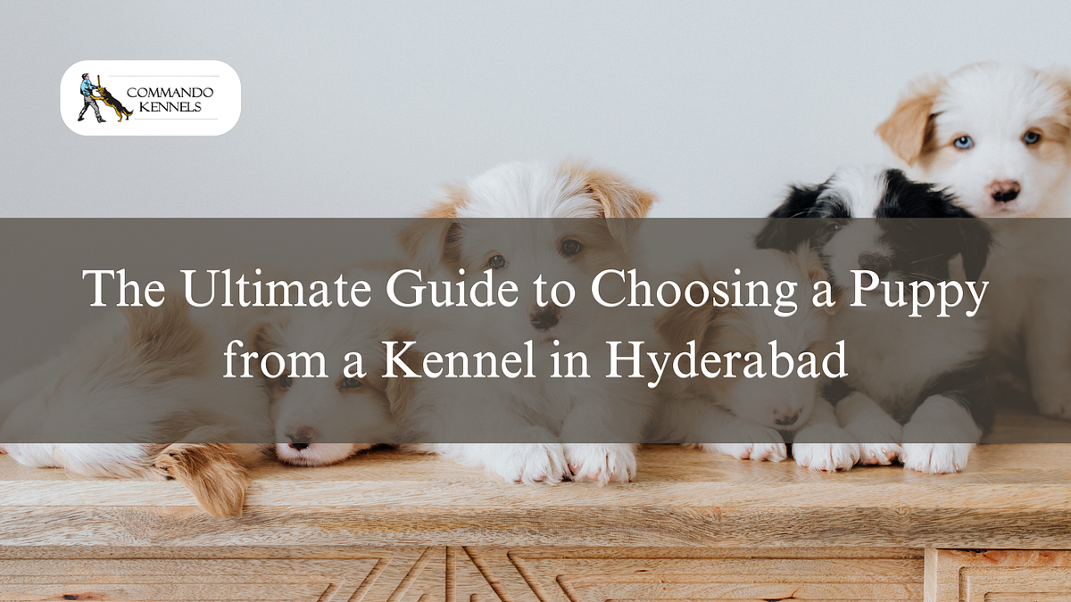 The Ultimate Guide to Choosing a Puppy from a Kennel in Hyderabad by