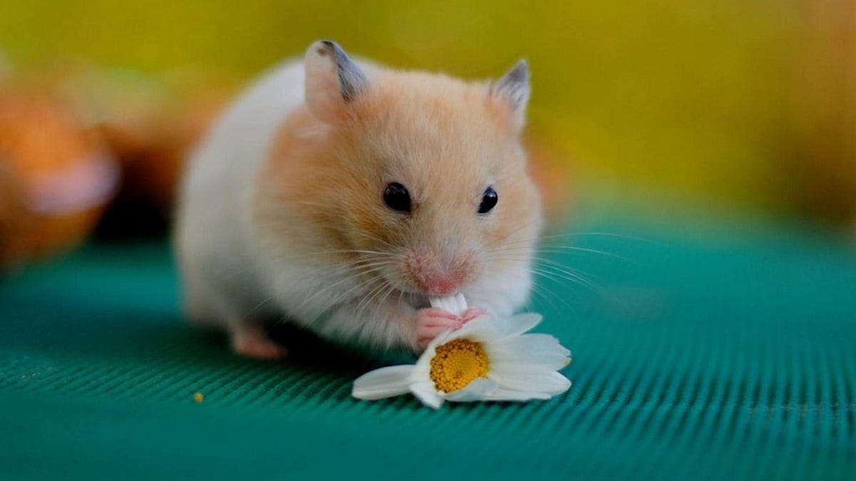 Are Hamsters Good Pets For Children? by Make Yourself Knowledgeable