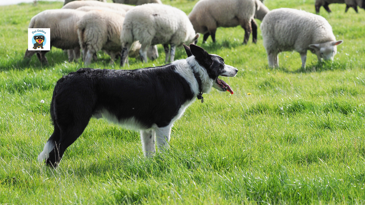 Do shock collars work to keep dogs in the yard? by Pet Guiders Sep