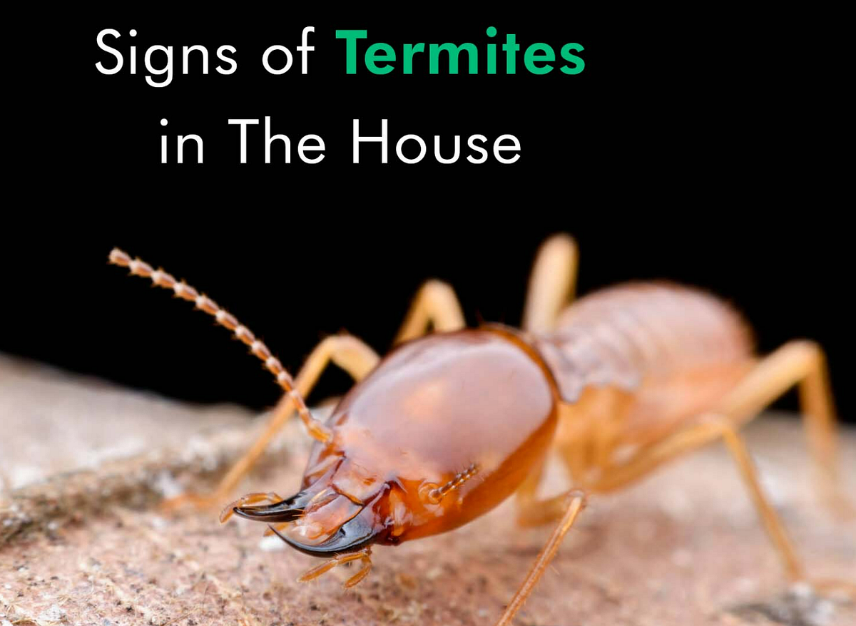 Signs of Termites in House — How to Spot and Prevent Termite