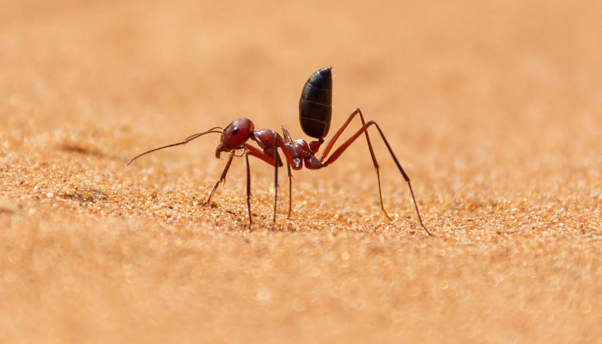 Footsteps in the Sand, Equations in the Mind: The Secret Math of Ants ...