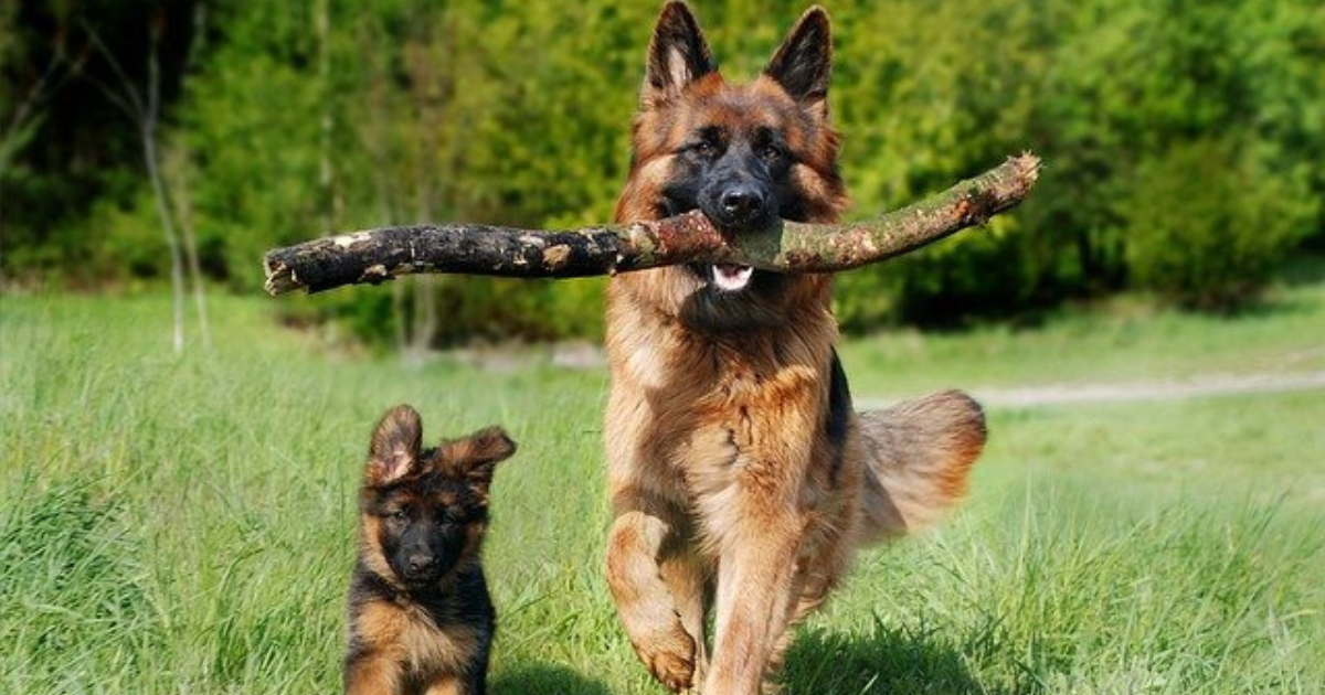 Tips to Train a German Shepherd