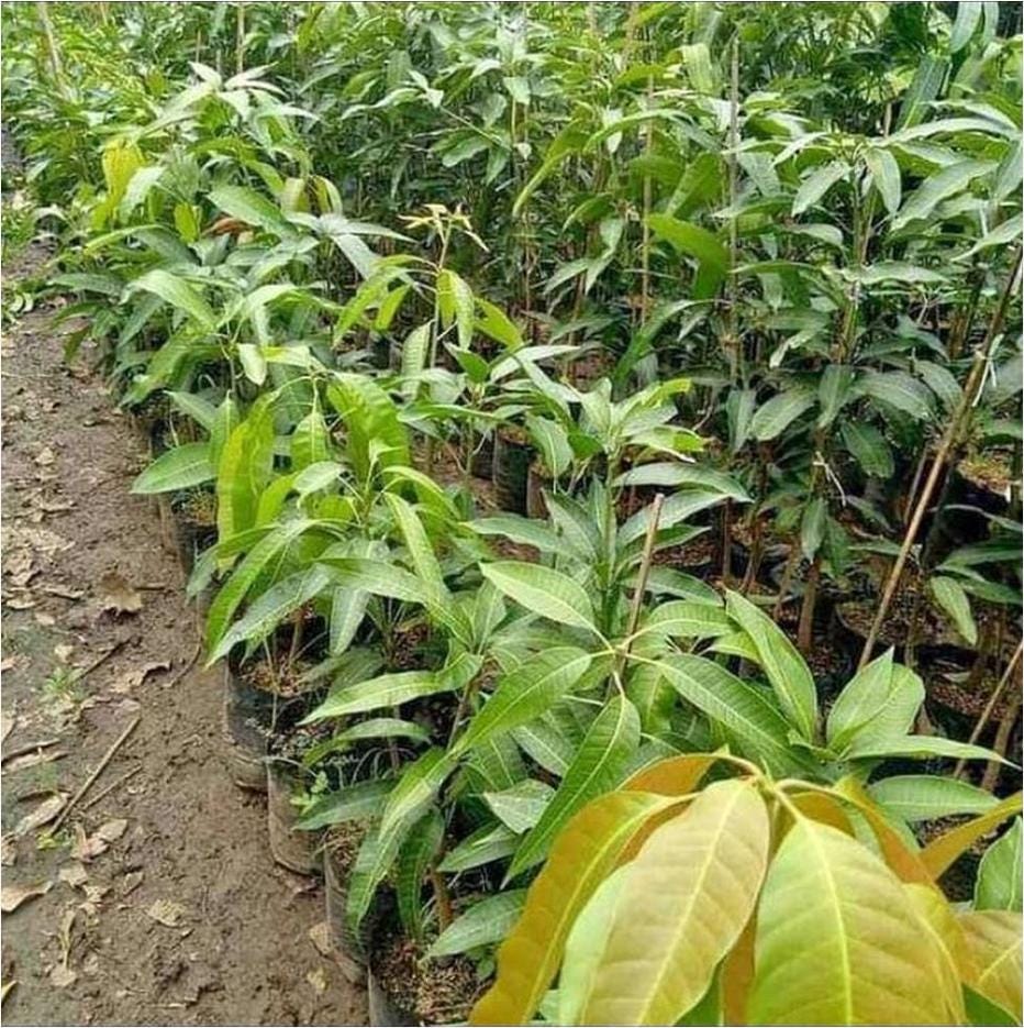 Bibit Mangga Kiojay 1 Dan Yuwen Pacitan Terunggul | by Itangnursery ...