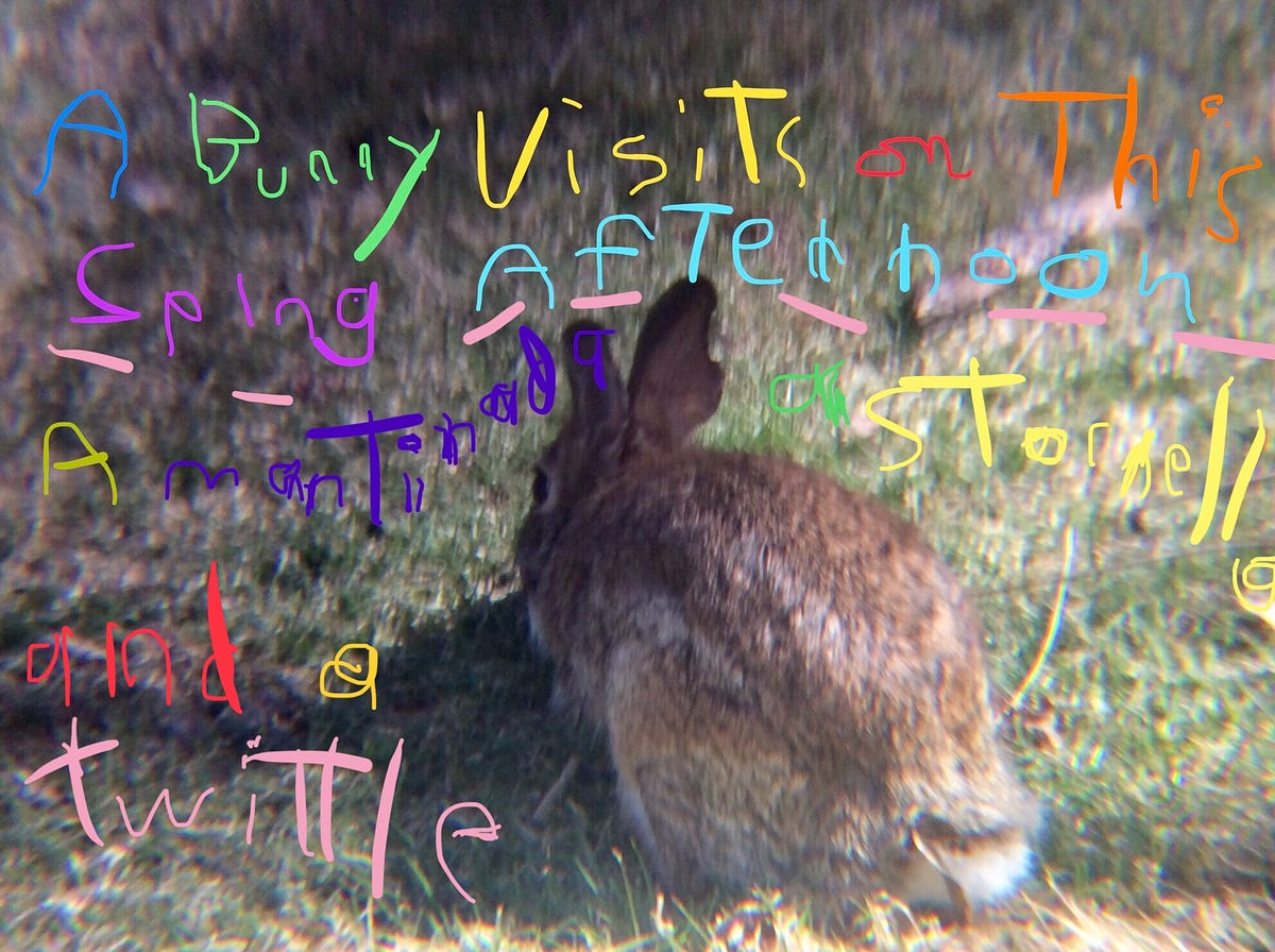 A Bunny Visits on This Spring Afternoon by William J Spirdione