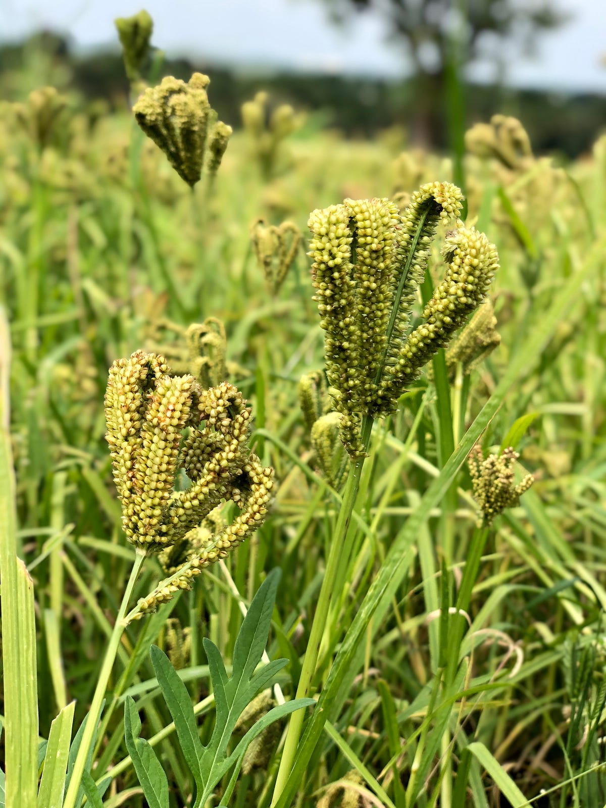 Growing Ragi (Finger Millet). In my view, you a by