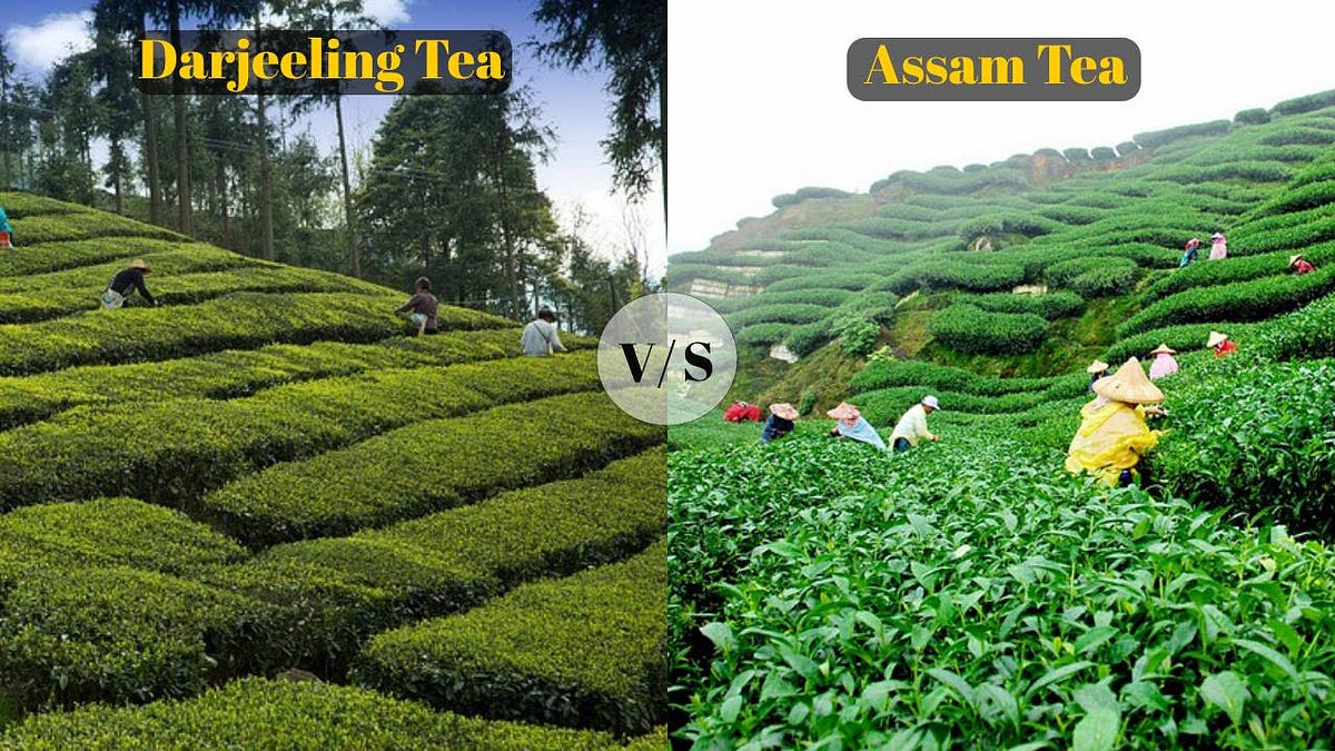 Difference between Darjeeling Tea and Assam Tea by WellWay Tea Medium