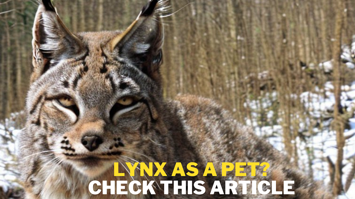 Can You Have a Lynx as a Pet? What You Need to Know by Monstertechie