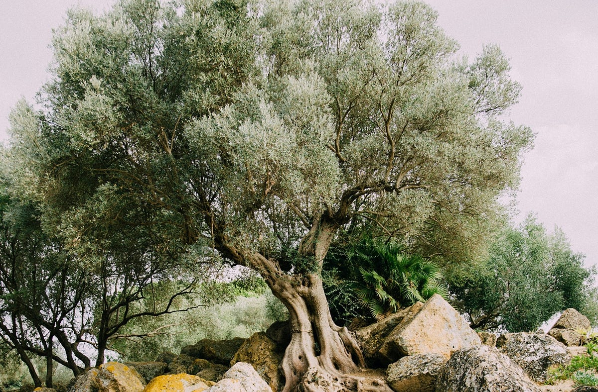 Grafted into the Olive Tree of Israel | by Ed Jarrett | A Clay Jar ...