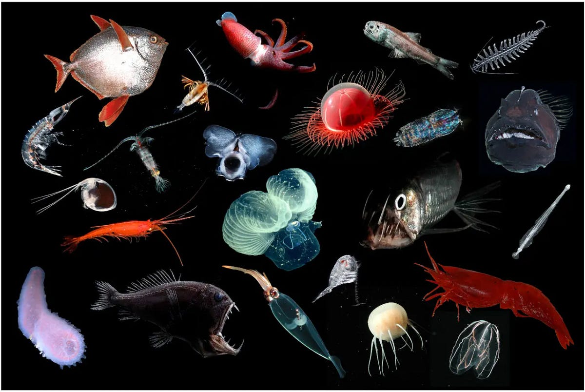 The Enigmatic Realm of Deep Sea Wildlife: Unveiling Obscure Marine