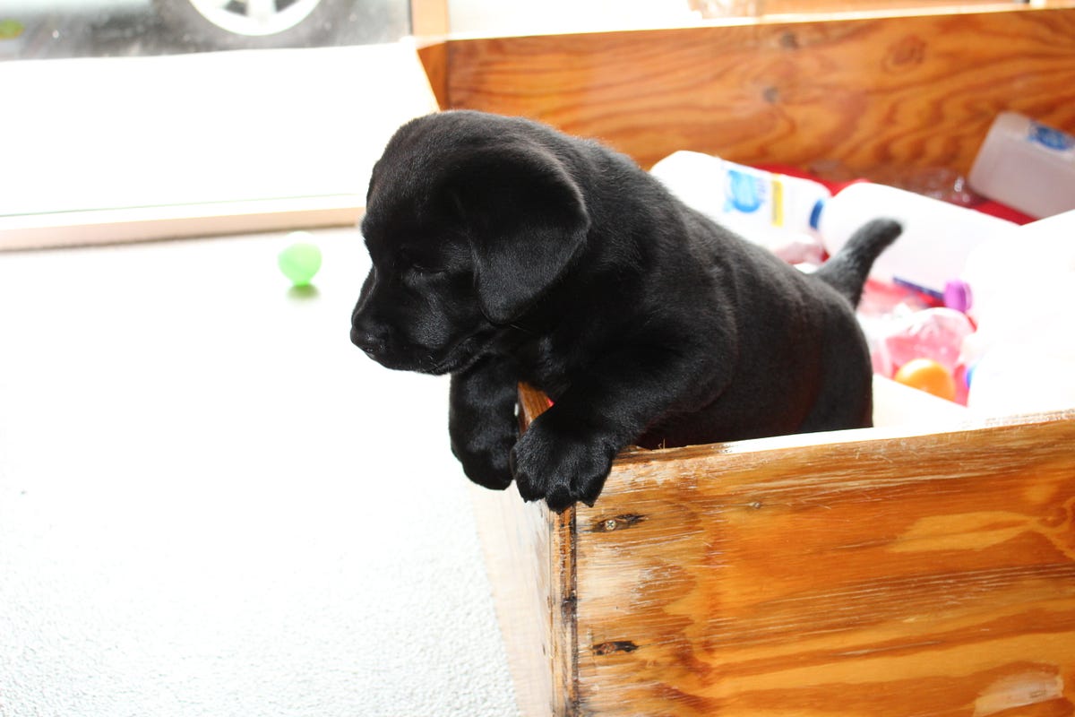 Behind the scenes tour at Guide Dogs Victoria by Kew For You Medium