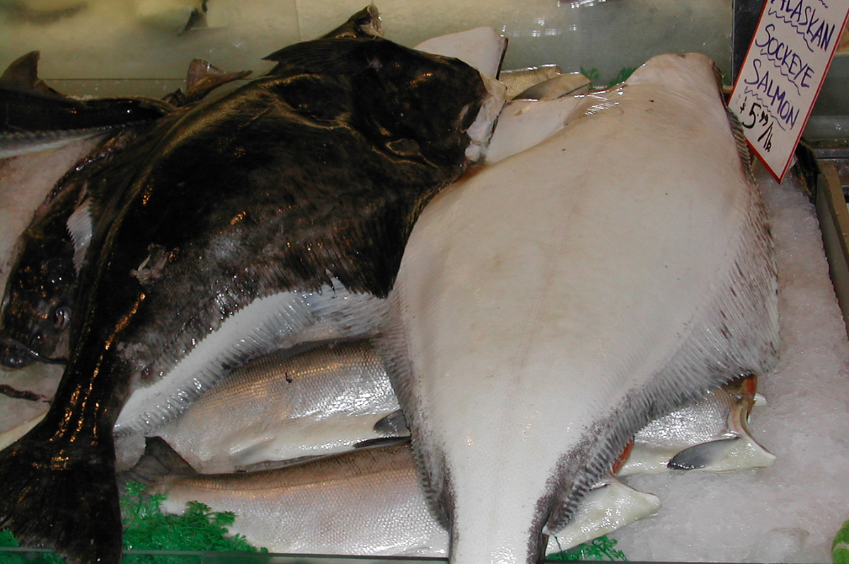 The Best Fish for NonSeafood Eaters MustTry Choices! by Fishing