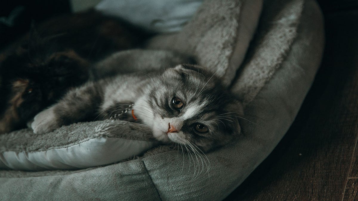 Is cat hair loss a common problem with Alopecia? by Make Yourself