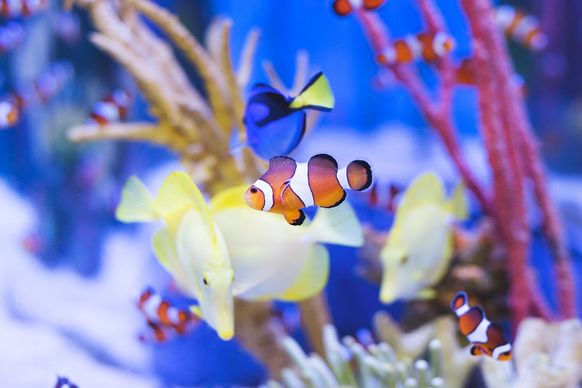 Finding Nemo: My First UX Research Expedition | by Elaine Grobler ...