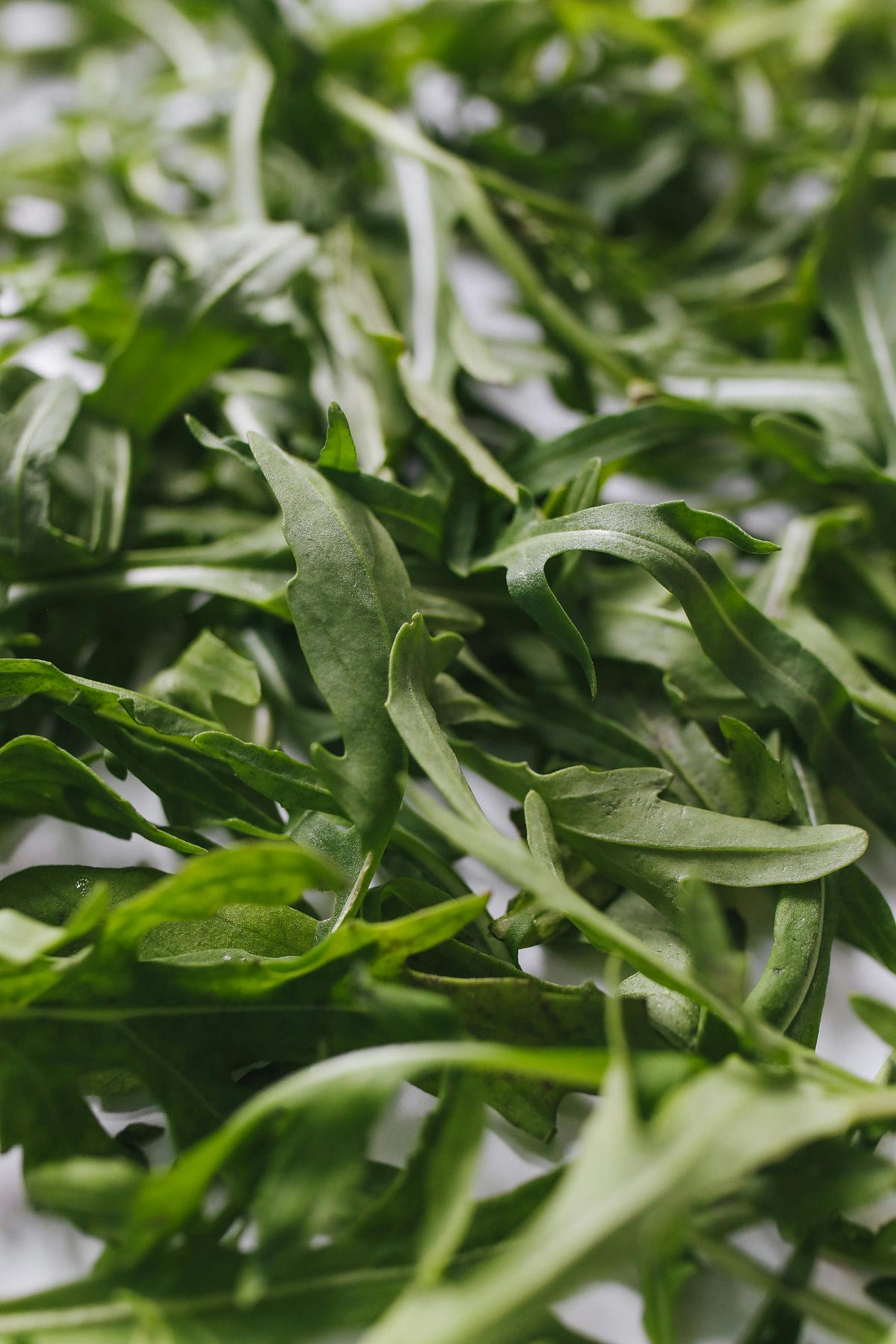 Wake Up to an Easy Garden Green. Grow arugula in about a month by JM