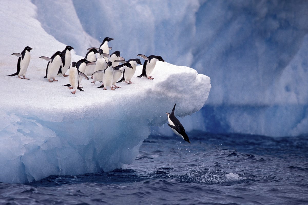 Being the First Penguin. What does it mean to take the leap for… by