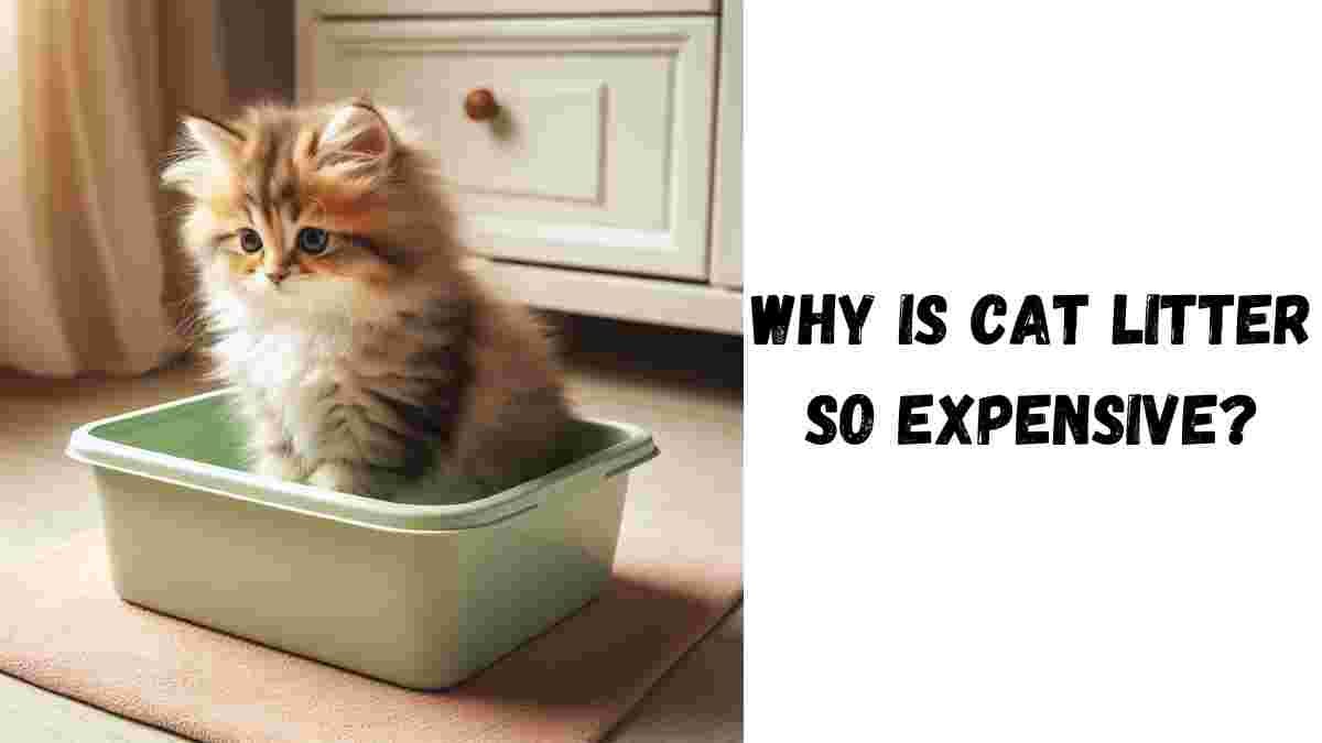 Why is Cat Litter so Expensive?. Cat litter can be relatively expensive