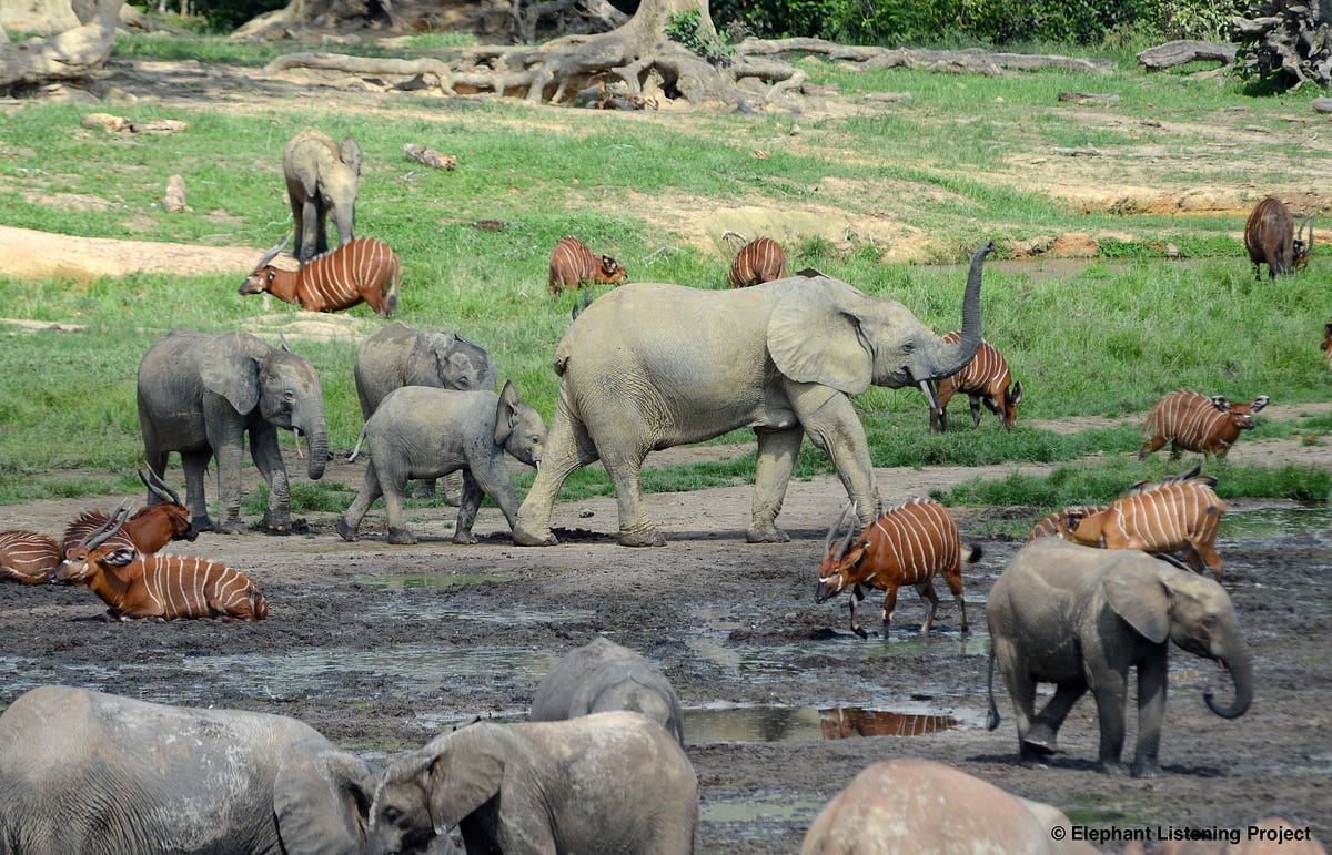 A Keystone Species – The importance of elephants on the ecosystem