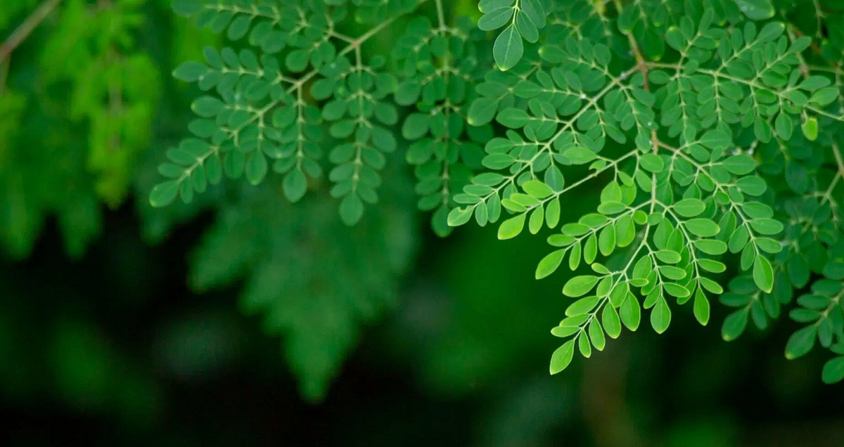 13 Science-backed Health Benefits And Uses Of Moringa Oleifera | by ...