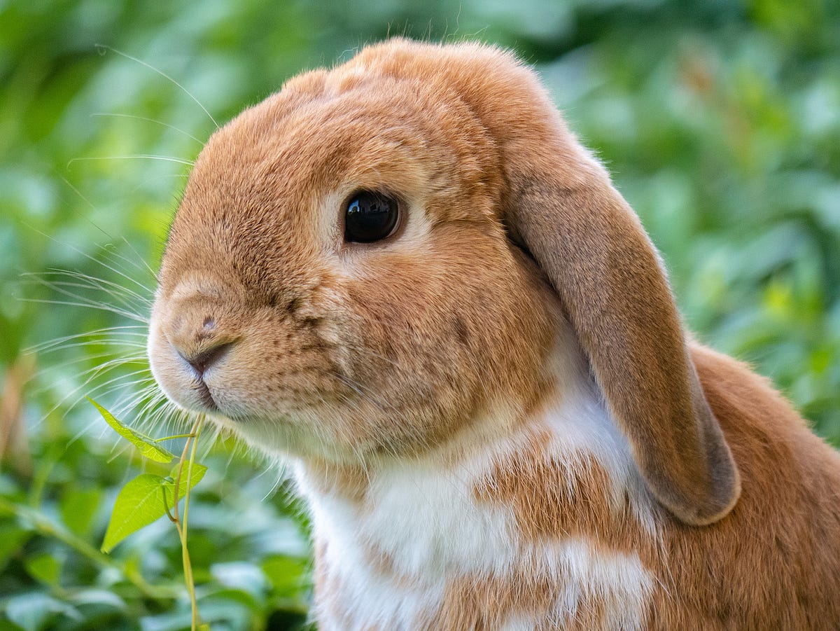 Bad Rabbit and Me. This bunny will do more than leave a… | by Dr Magda ...