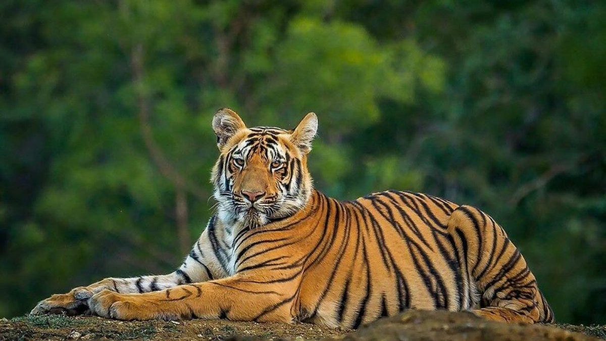 Wildlife Destinations to Spot the Majestic Bengal Tiger 