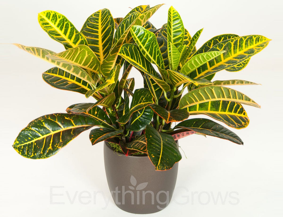 Best Office Plants no Sunlight Everything Grows Medium